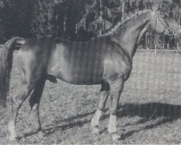 stallion Racoleur (Bavarian, 1976, from Rasso)