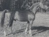 stallion Racoleur (Bavarian, 1976, from Rasso)