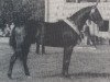 stallion Raueck II B (Bavarian, 1986, from Rasso)