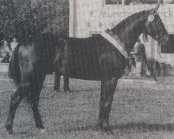 stallion Raueck II B (Bavarian, 1986, from Rasso)