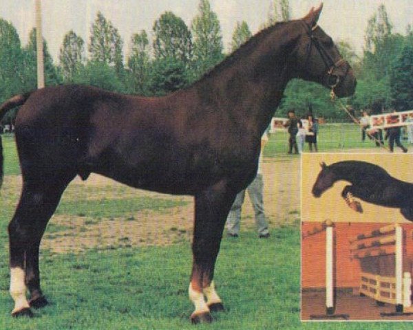 stallion Grandduell (Hanoverian, 1975, from Grande)