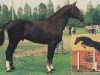 stallion Grandduell (Hanoverian, 1975, from Grande)