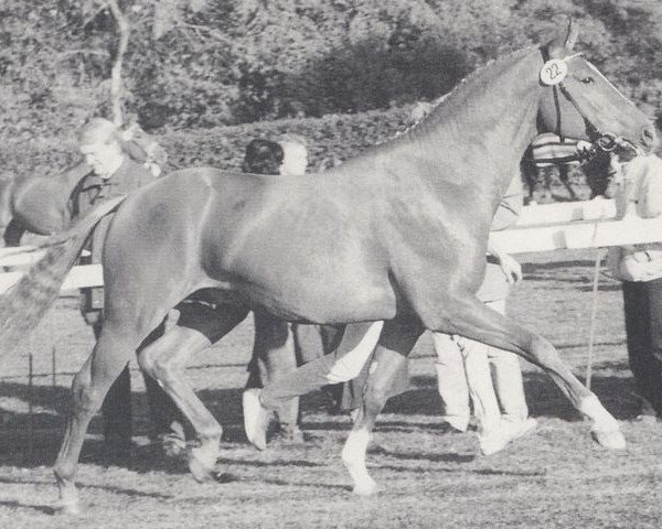 stallion Agatenango (Westphalian, 1988, from Artwig)