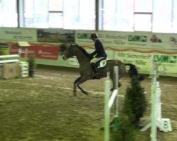 jumper Conlady (Oldenburg show jumper, 2007, from Con Air)