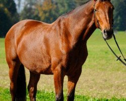 broodmare Lordena GZ CH (Swiss Warmblood, 1997, from Lord Caletto GZ)