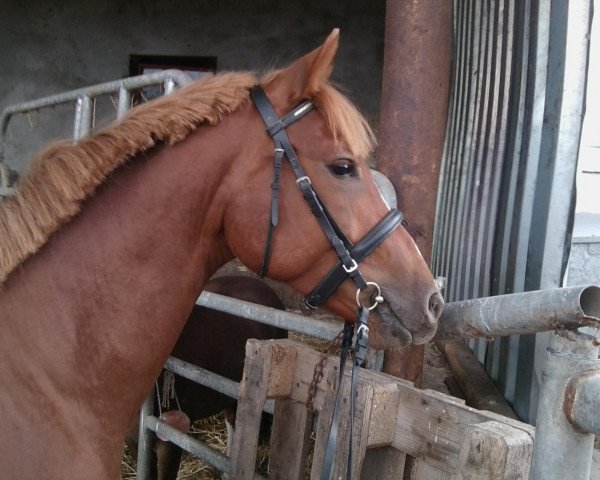 Springpferd Over the Sky (Deutsches Reitpony, 2009, von Amor)