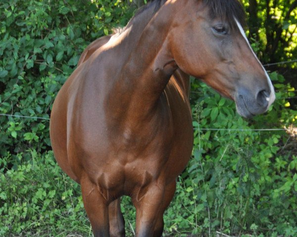 broodmare Tara (German Riding Pony, 1996)