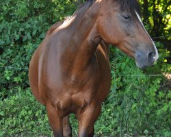 broodmare Tara (German Riding Pony, 1996)