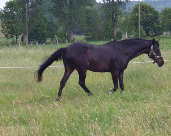 broodmare Mary-Webb (Little German Riding Horse, 1994, from Marquis AA)