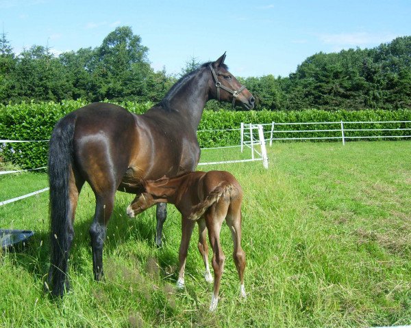 broodmare Biscaya (Trakehner, 1995, from Chardonnay)