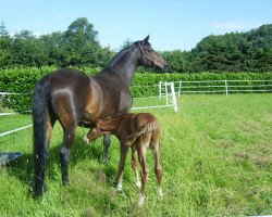 Zuchtstute Biscaya (Trakehner, 1995, von Chardonnay)