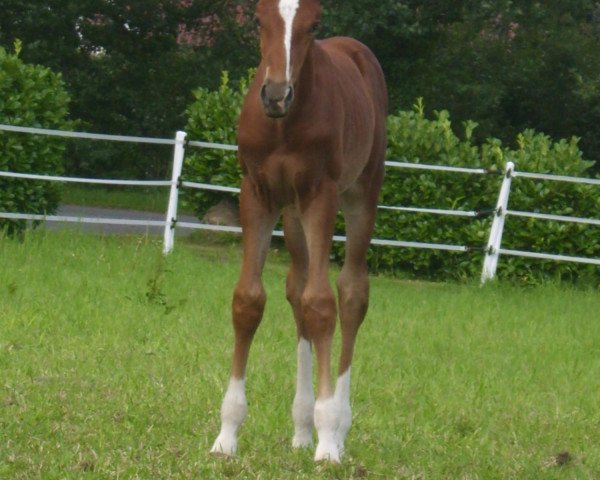 Springpferd Chameur Z (Zangersheide Reitpferd,  , von Clintissimo 197 FIN)