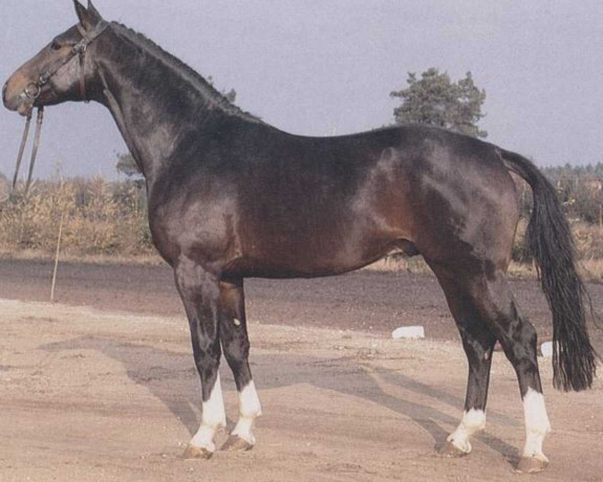 Deckhengst Dietmar (Hannoveraner, 1977, von Diplomat)