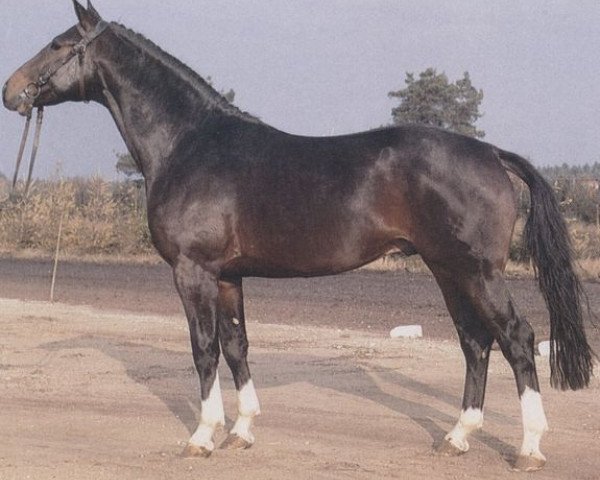stallion Dietmar (Hanoverian, 1977, from Diplomat)