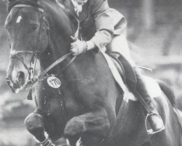 stallion Gotha (Hanoverian, 1975, from Gotthard)