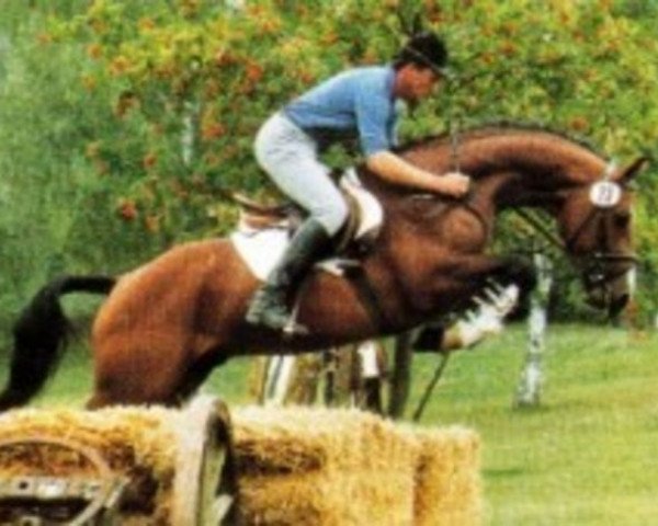 stallion Pirano I (Bavarian, 1989, from Piaster)