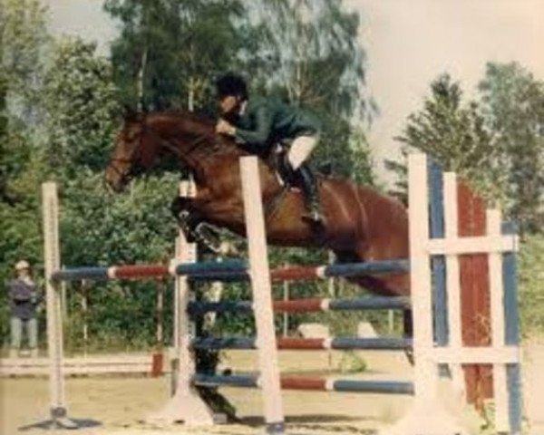 stallion Schwedengruss (Trakehner, 1976, from Kunzit)