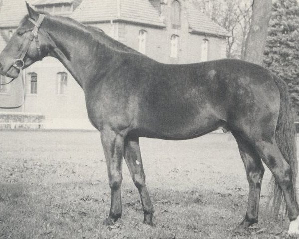 stallion Woldemar (Hanoverian, 1965, from Wohlan)