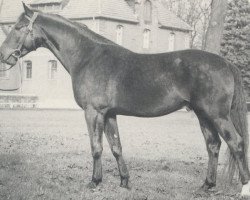 Deckhengst Woldemar (Hannoveraner, 1965, von Wohlan)