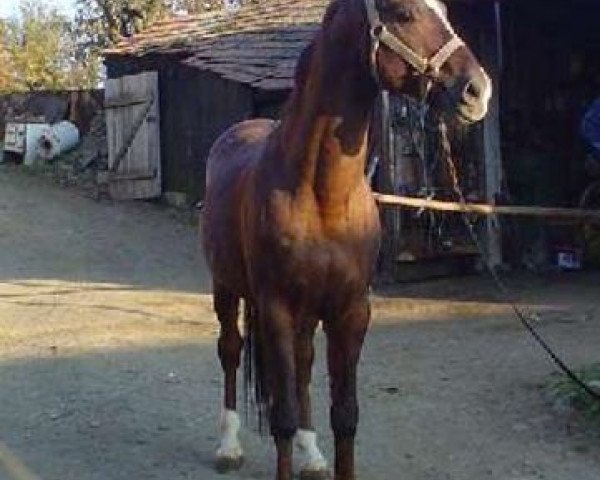 horse Caesar (Bavarian, 1992, from Cosinus B)