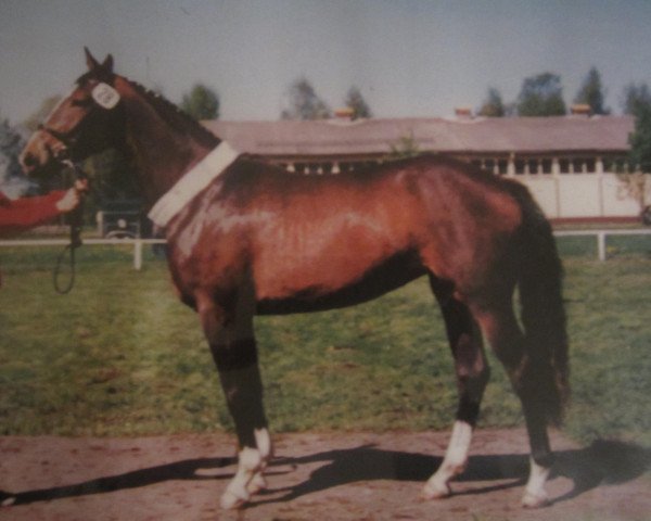 Zuchtstute Penelope 164 (Brandenburger, 1996, von Paradiesvogel)