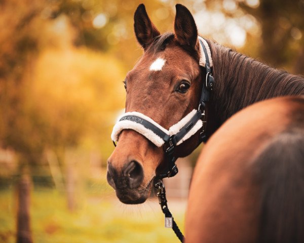 broodmare Praline (Hanoverian, 2003, from Provider)