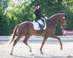 dressage horse Vitali 31 (Oldenburg, 2017, from Vitalis)