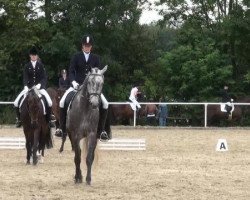 dressage horse Debitel (Westphalian, 2006, from Dream On)