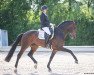 stallion Zenetti (German Sport Horse, 2017, from Zackman M)