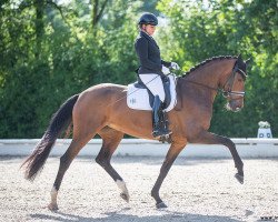 dressage horse Emotion (Oldenburg, 2017, from Escolar)