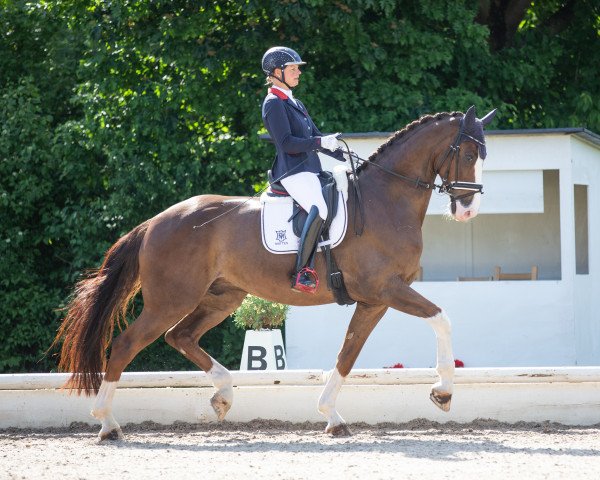 dressage horse Bon Couleur 2 (German Sport Horse, 2016, from Bon Coeur)