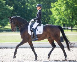 dressage horse Verrenberg (Oldenburg, 2016, from Vilancio)