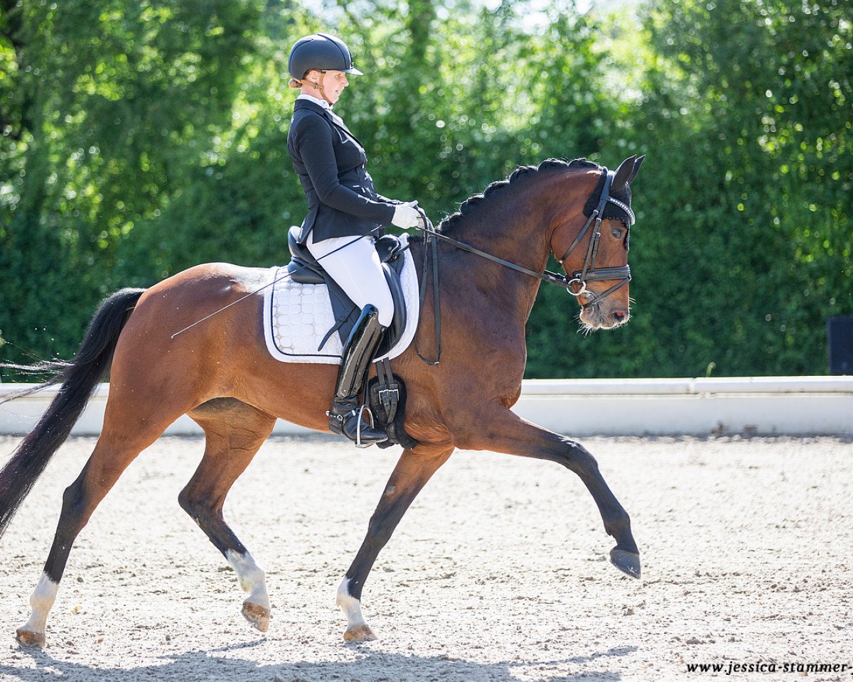 dressage horse DSP Bella Benicia (German Sport Horse, 2016, from Callaho's Benicio)