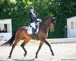 dressage horse FBW Francis (German Sport Horse, 2016, from Franziskus FRH)