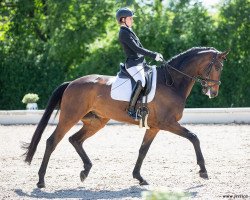 dressage horse Mr. Bass B (Oldenburg, 2016, from Morricone)