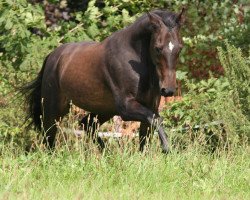 horse Whisky Voyager (Traber, 1996, from Keystone Voyager US-8432-Y)