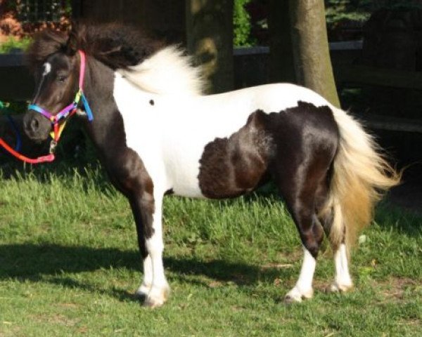 broodmare Sandy von der Muehle (Shetland Pony, 2006, from Flaps)