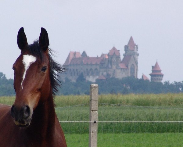 Zuchtstute Felicite (Österreichisches Warmblut, 2004, von Ritual)