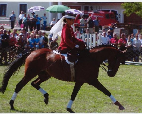 Zuchtstute Fleur (Österreichisches Warmblut, 1987, von Odlot)