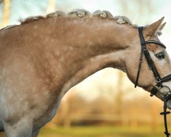 dressage horse Sammy (Haflinger, 2005, from Santana (8,59% ox))