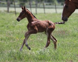 jumper Jamira Blue HP (Hanoverian, 2022, from Jasper)