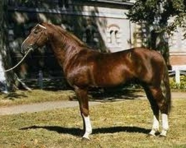 stallion Persan II (Selle Français, 1981, from Grand Veneur)