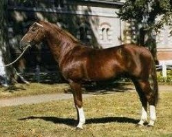 stallion Persan II (Selle Français, 1981, from Grand Veneur)