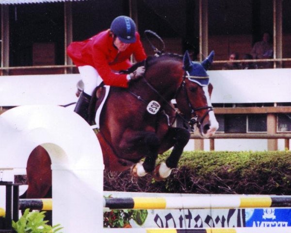 stallion Arioso du Theillet (Selle Français, 1988, from Persan II)