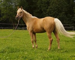 dressage horse Gloria (Hungarian Warmblood, 2000, from Hohenstein II)