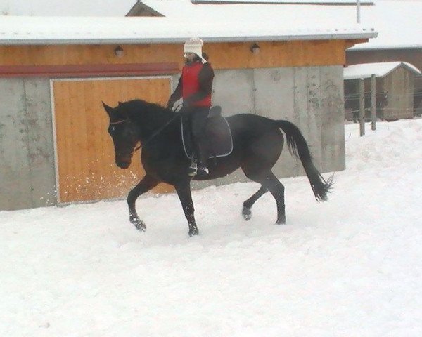 horse Duplissimo (Austrian Warmblood, 2009, from Daddy Cool)