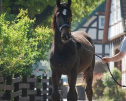 jumper Count Cadu (Hanoverian, 2010, from Count Grannus)