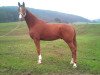 dressage horse Lord of the Dance 39 (Hanoverian, 2008, from Londontime)