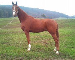 dressage horse Lord of the Dance 39 (Hanoverian, 2008, from Londontime)