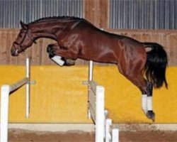 stallion Coreno 2 (Bavarian, 2006, from Chambertin)